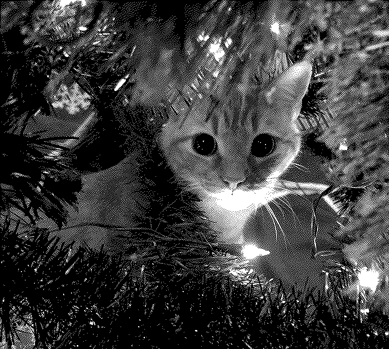 Imagen de Felices Fiestas!