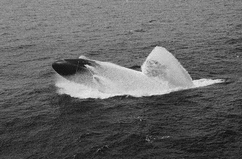 Imagen de El submarino que por hacer un show hundió un barco