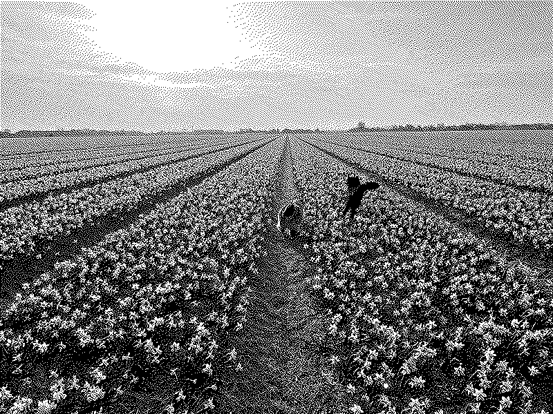 Imagen de Ruleta Rusa #848